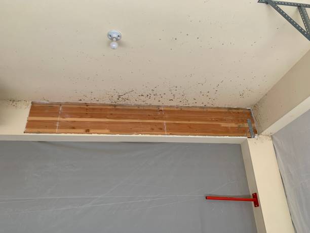 Trusted St Peters, MO Mold Removal Experts